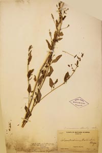 herbarium sheet of NY